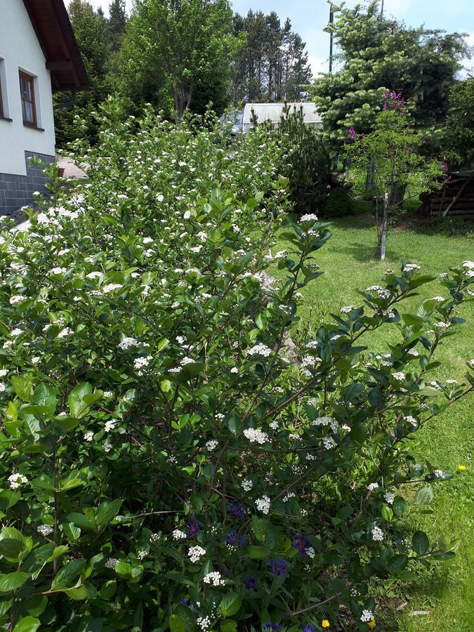 Aronia Garten * Oberwiesenthal